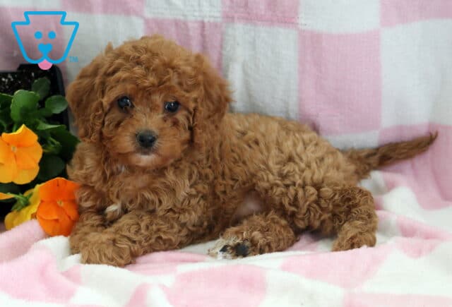 River Cavapoo image
