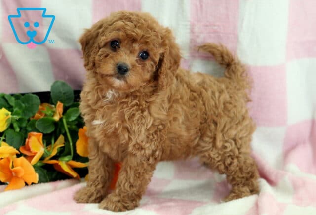 River Cavapoo2 image