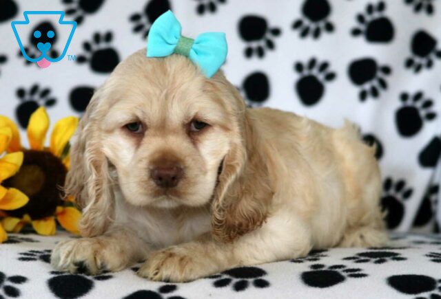 River Cocker Spaniel image