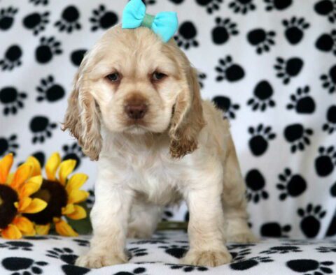 River Cocker Spaniel2
