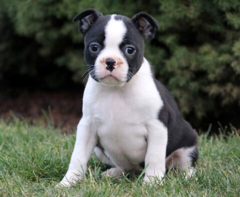 Rizz Boston Terrier