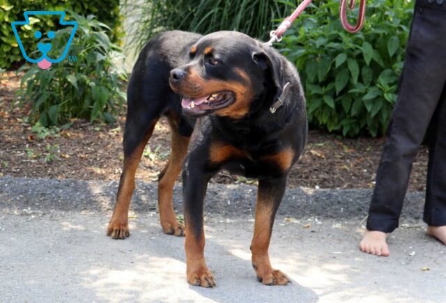Rocket Rottweiler Josh Zook image