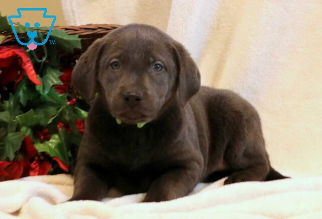 Rocky Charcoal Lab image