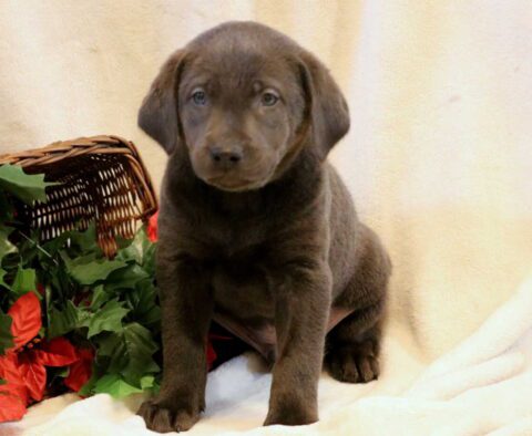 Rocky Charcoal Lab2