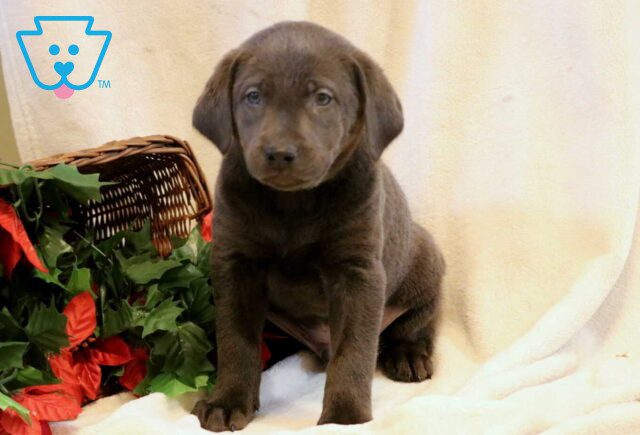 Rocky Charcoal Lab2 image