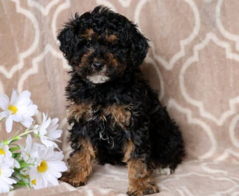 Rocky Mini Poodle
