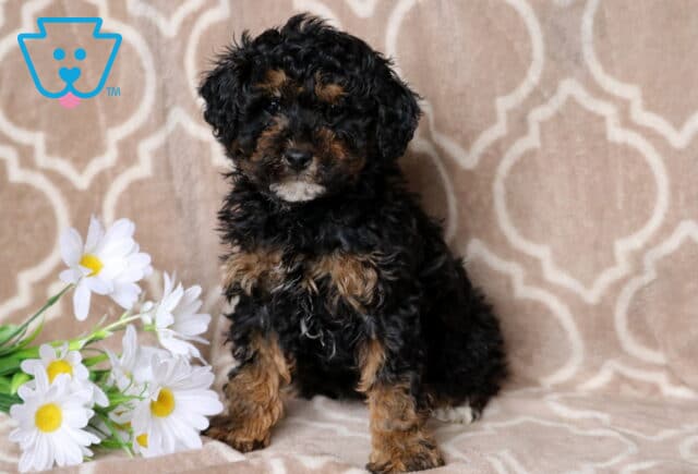 Rocky Mini Poodle image
