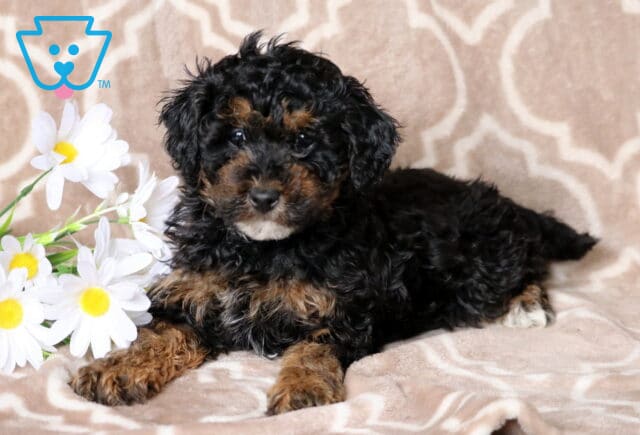 Rocky Mini Poodle2 image
