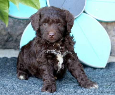 Roger Mini Aussiedoodle