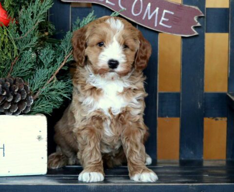Roger Mini Goldendoodle