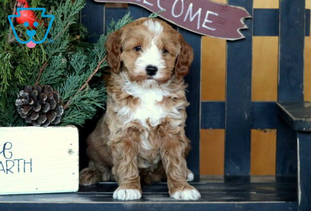 Roger Mini Goldendoodle image
