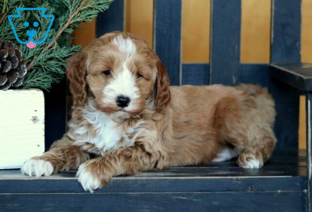 Roger Mini Goldendoodle2 image