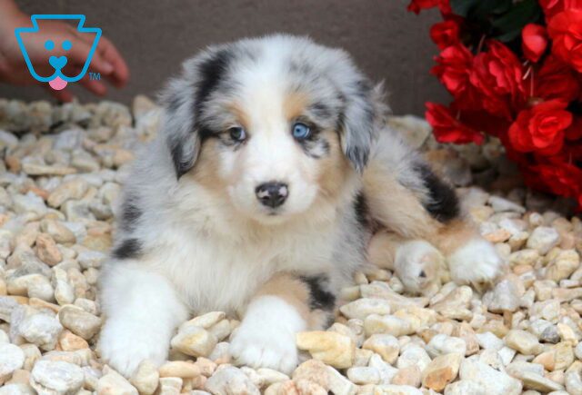 Rolo Australian Shepherd