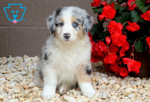 Rolo Australian Shepherd2