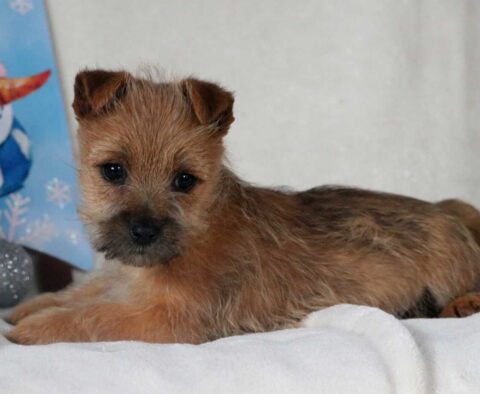 Rolo Cairn Terrier