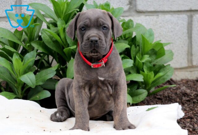 Rolo Cane Corso 1-001