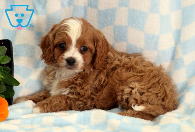 Rolo Cavapoo image