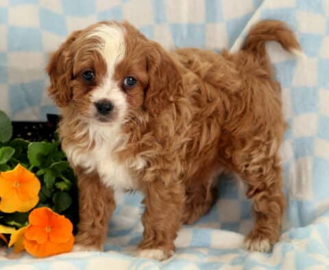 Rolo Cavapoo2