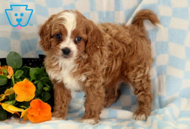 Rolo Cavapoo2 image
