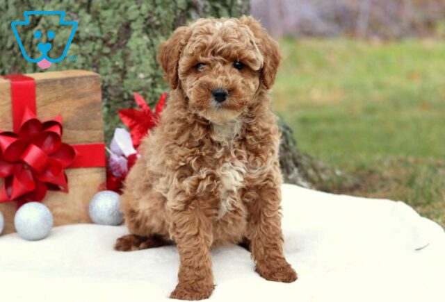 Rolo Cockapoo image