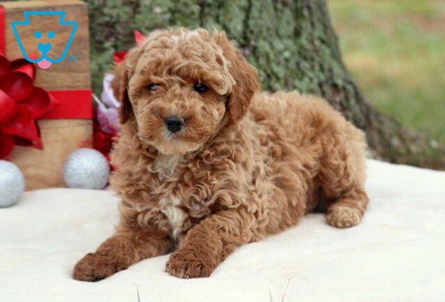Rolo Cockapoo2 image