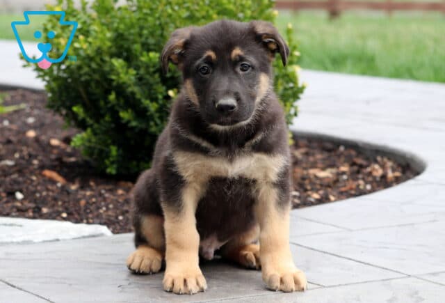 Rolo German image