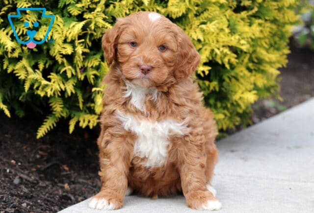 Rolo Mini Bernedoodle image