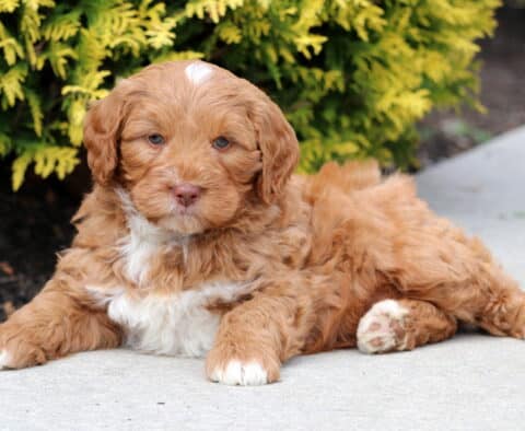 Rolo Mini Bernedoodle2