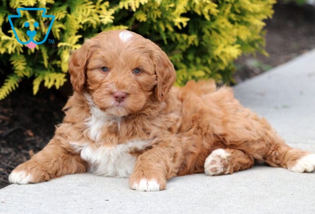 Rolo Mini Bernedoodle2 image