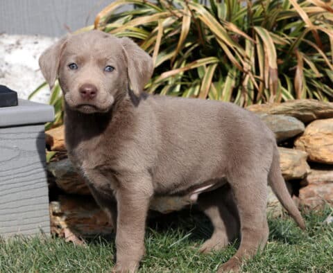 Rolo Silver Lab2