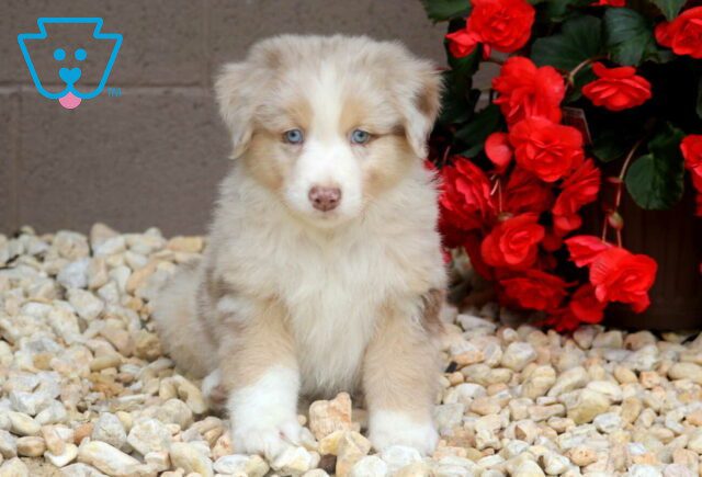 Romen Australian Shepherd