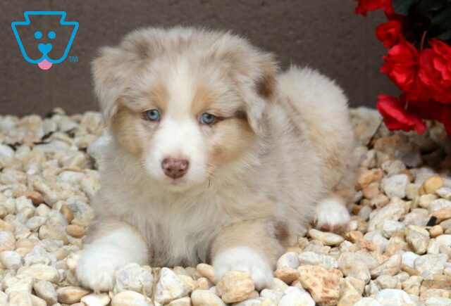 Romen Australian Shepherd2