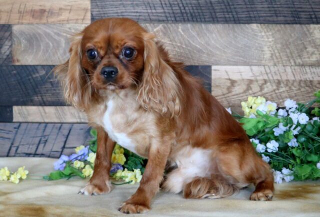 Romeo Cavalier (Levi Glick) image