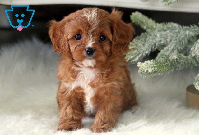 Romeo Cavapoo2 image