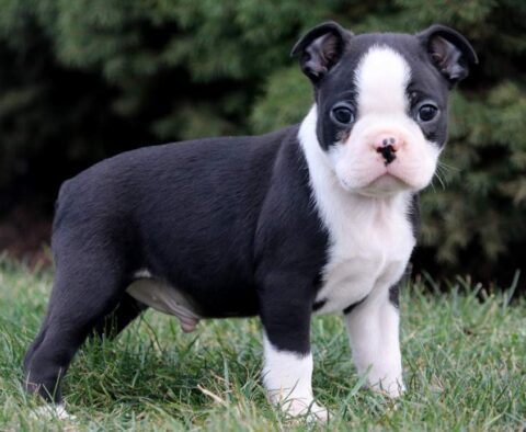 Roni Boston Terrier