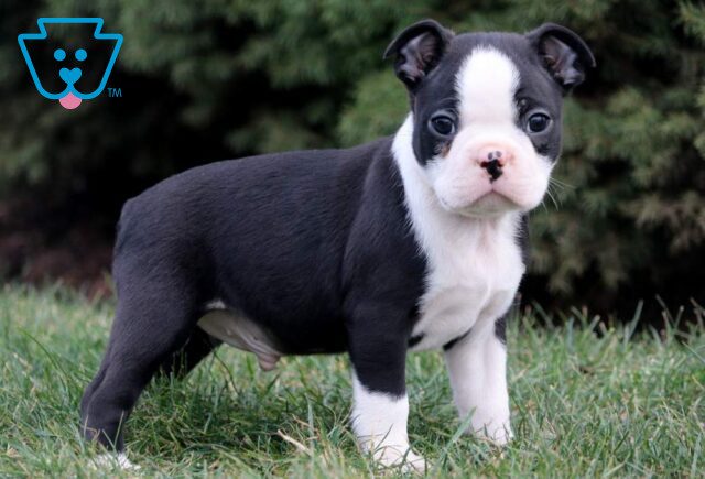 Roni Boston Terrier image