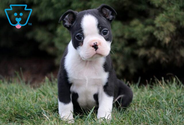 Roni Boston Terrier2 image