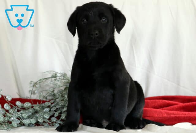 Ronnie Black Lab image