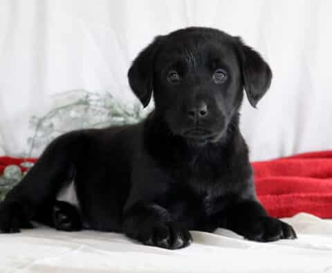 Ronnie Black Lab2