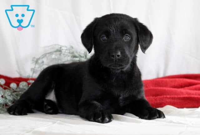 Ronnie Black Lab2 image