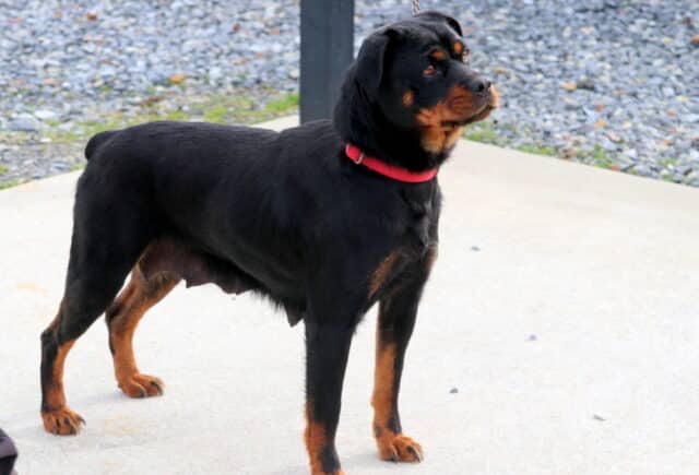 Rosa Mini Rottweiler 1 (Ivan Beiler)-001 image