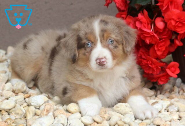 Rose Australian Shepherd