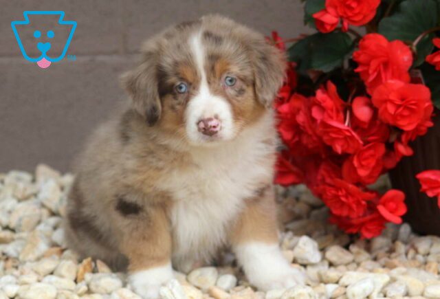 Rose Australian Shepherd2