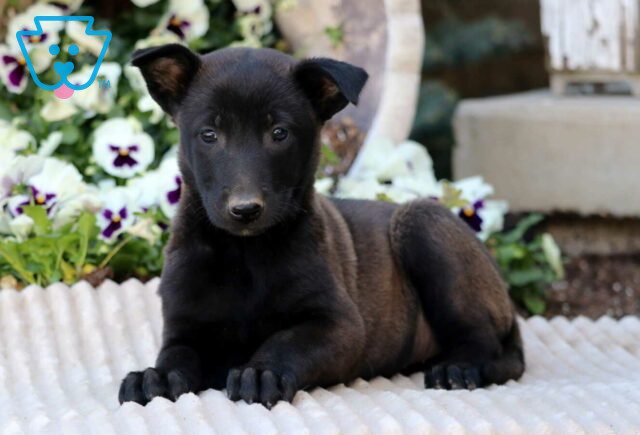 Rose Belgian Malinois