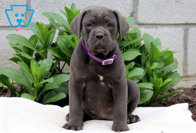 Rosie Cane Corso 1-001