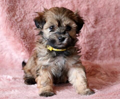 Rosie Maltipoo