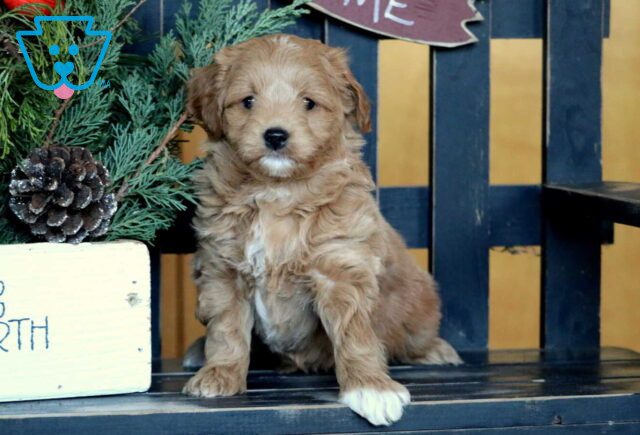 Rosie Mini Goldendoodle image