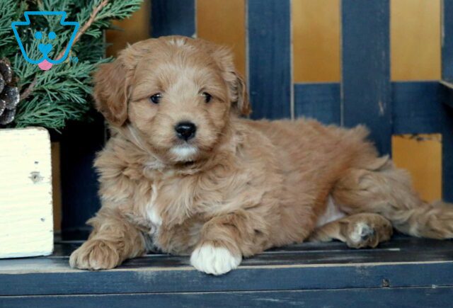 Rosie Mini Goldendoodle2 image