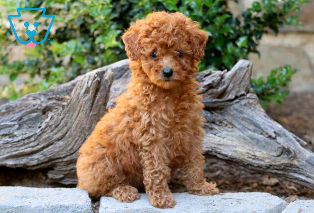 Rosie Mini Labradoodle 1-001