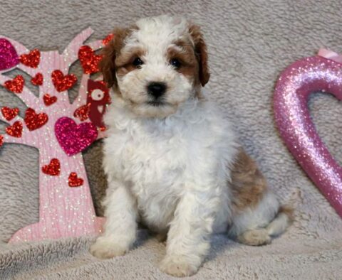 Rotor Poodle Mix